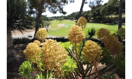 Revente - Villas de luxe -
San Miguel de Salinas - Urbanización Blue Lagoon - San Miguel de Salinas