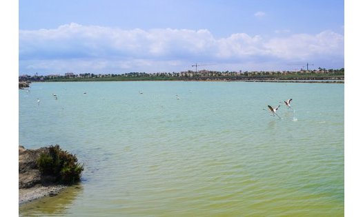 Segunda mano - Villas de lujo -
San Pedro del Pinatar