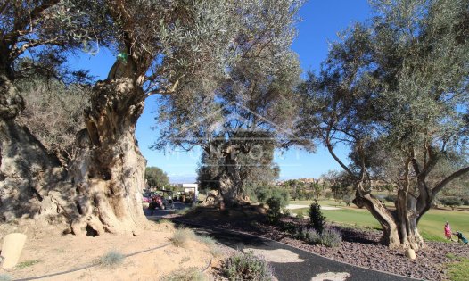 Segunda mano - Bungalows -
Algorfa - Club de Golf La Finca - Algorfa