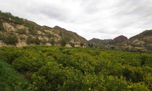 Revente - Parcelles -
Murcia - GEA Y TRUYOLS