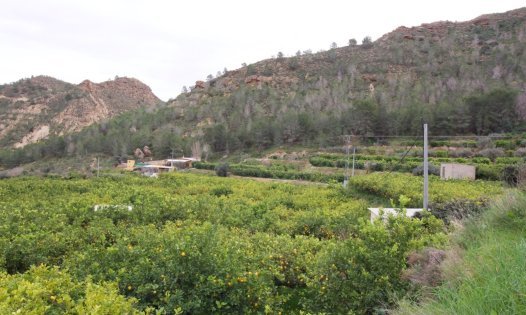 Revente - Parcelles -
Murcia - GEA Y TRUYOLS