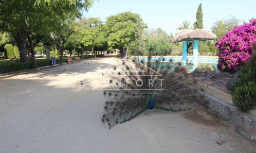 Wiederverkauf - Penthäuser -
Torrevieja - Playa de los Locos